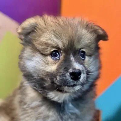 Male Pomeranian Puppy for Sale in Rogers, AR