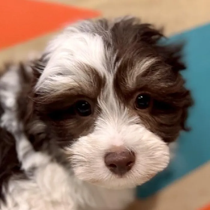 Male Hava-Chon Puppy for Sale in Joplin, MO