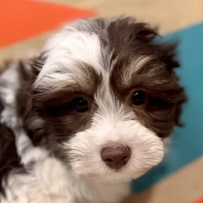 Male Hava-Chon Puppy for Sale in Joplin, MO