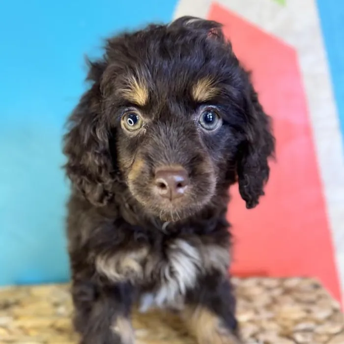 Female Cockapoo Puppy for Sale in Rogers, AR