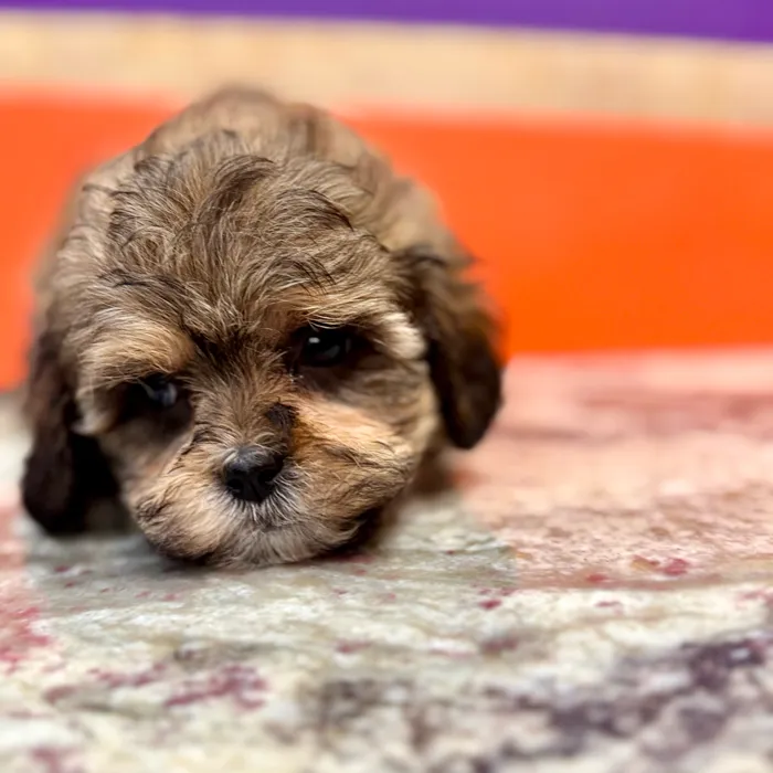 Male Shipoo puppy for sale at Petland Rogers.