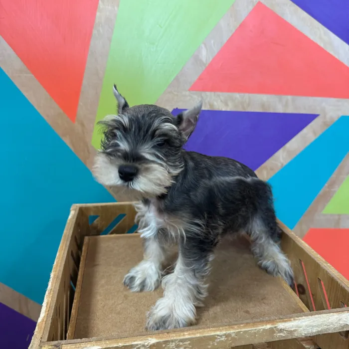 Male Mini Schnauzer puppy named John for sale at Petland Joplin.