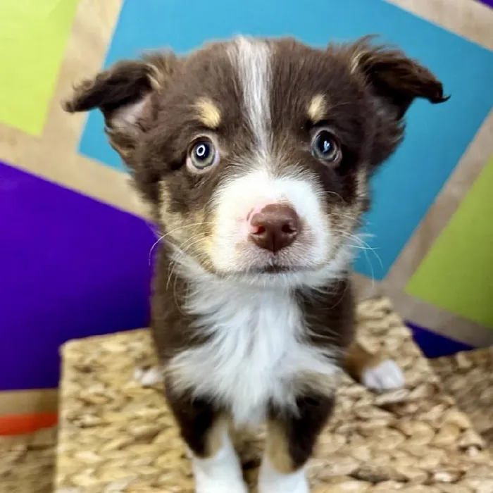 Female Mini Aussie Puppy for Sale in Rogers, AR