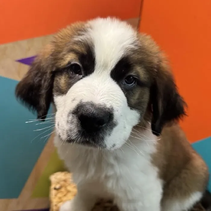 Male Saint Bernard Puppy for Sale in Rogers, AR