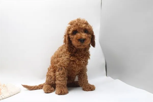 Male Cavapoo puppy for sale at Petland Rogers.