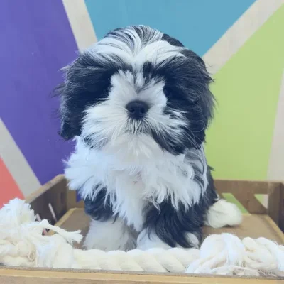 Male Shih Tzu Puppy for Sale in Joplin, MO