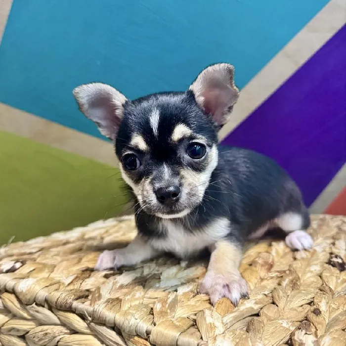 Female Chihuahua Puppy for Sale in Rogers, AR