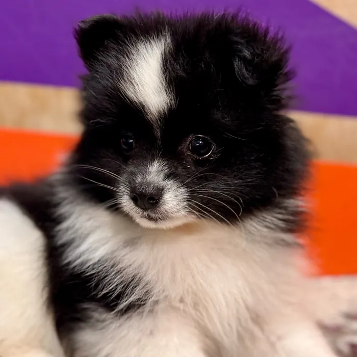 Male Pomeranian puppy for sale at Petland Rogers.