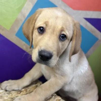 Female Labrador Retriever Puppy for Sale in Rogers, AR