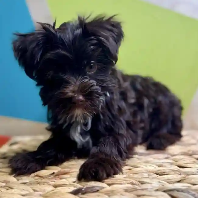 Male Yorkie Puppy for Sale in Rogers, AR