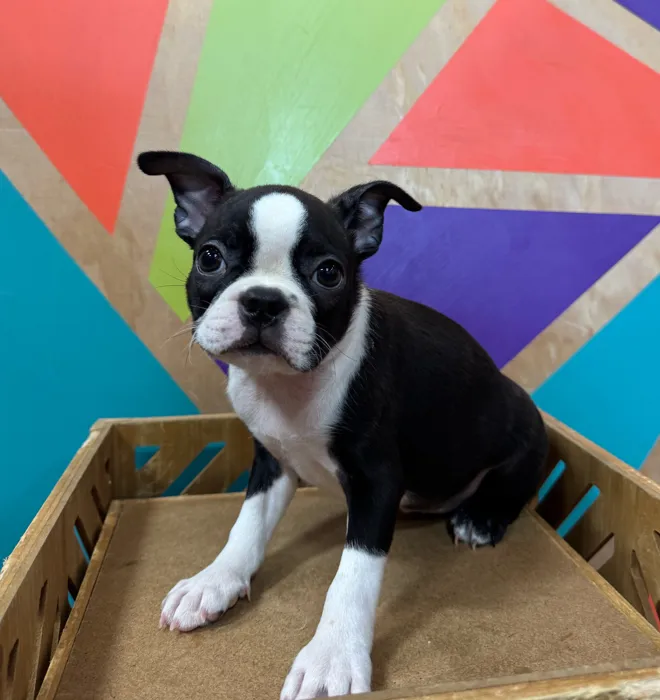 Female Boston Terrier puppy named Mattie for sale at Petland Joplin.