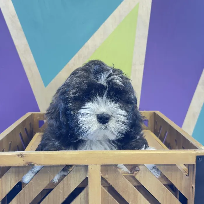 Male Lhasa Apso Puppy for Sale in Rogers, AR