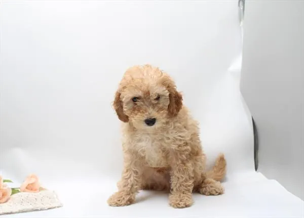 Male Mini Goldendoodle puppy for sale at Petland Joplin.