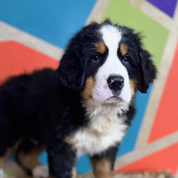 Male Bernese Mountain Dog Puppy for Sale in Rogers, AR