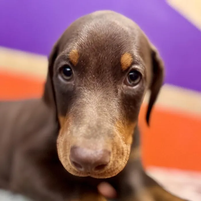 Female Doberman Pinscher puppy named Tina for sale at Petland Joplin.