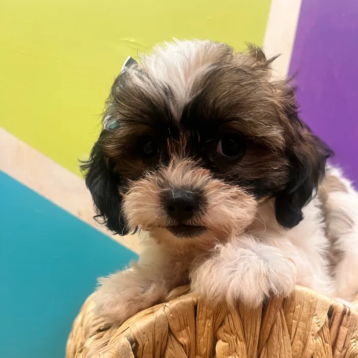 image_cropper_1ABF2F5D-6454-4210-8EF2-64DE3758D057-18472-00000BD956349A9D.jpg