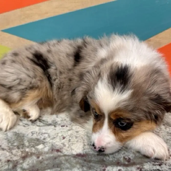Female Australian Shepherd Puppy for Sale in Joplin, MO