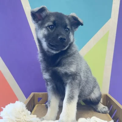 Female Norwegian Elkhound Puppy for Sale in Joplin, MO