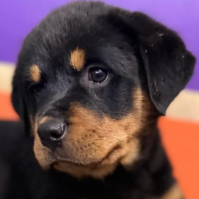 Female Rottweiler Puppy for Sale in Rogers, AR