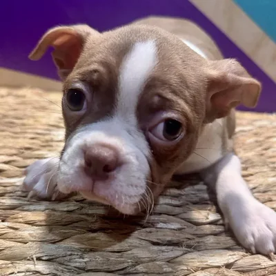 Male Boston Terrier Puppy for Sale in Fayetteville, AR