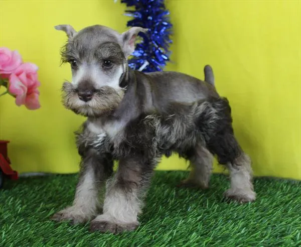 Male Mini Schnauzer puppy for sale at Petland Wichita West.