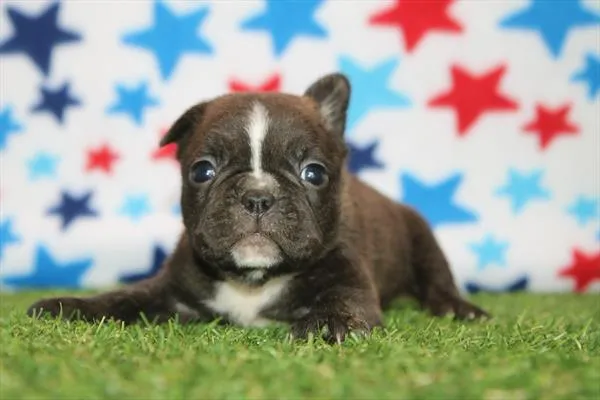 Male Frenchton puppy for sale at Petland Wichita West.