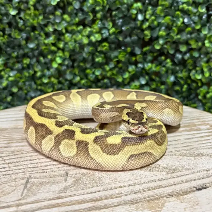 Female Ball Python reptile for sale at Petland Joplin.