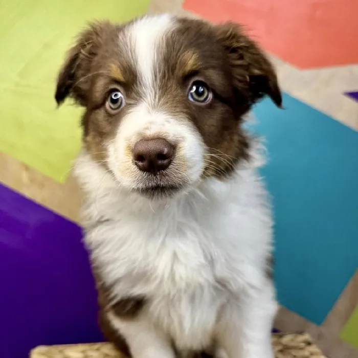 Male Mini Aussie Puppy for Sale in Rogers, AR