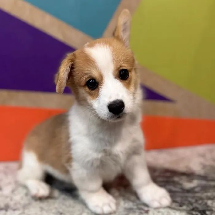 Female Pembroke Welsh Corgi Puppy for Sale in Fayetteville, AR