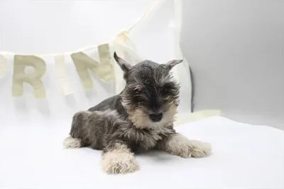 Male Mini Schnauzer puppy named Stoney for sale at Petland Joplin.