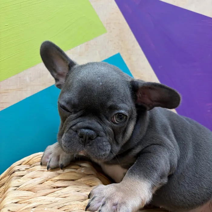 Male French Bulldog puppy named Woodstock for sale at Petland Wichita West.