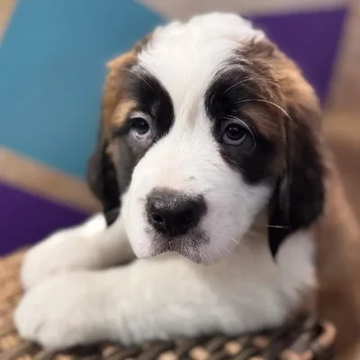 Female Saint Bernard Puppy for Sale in Rogers, AR