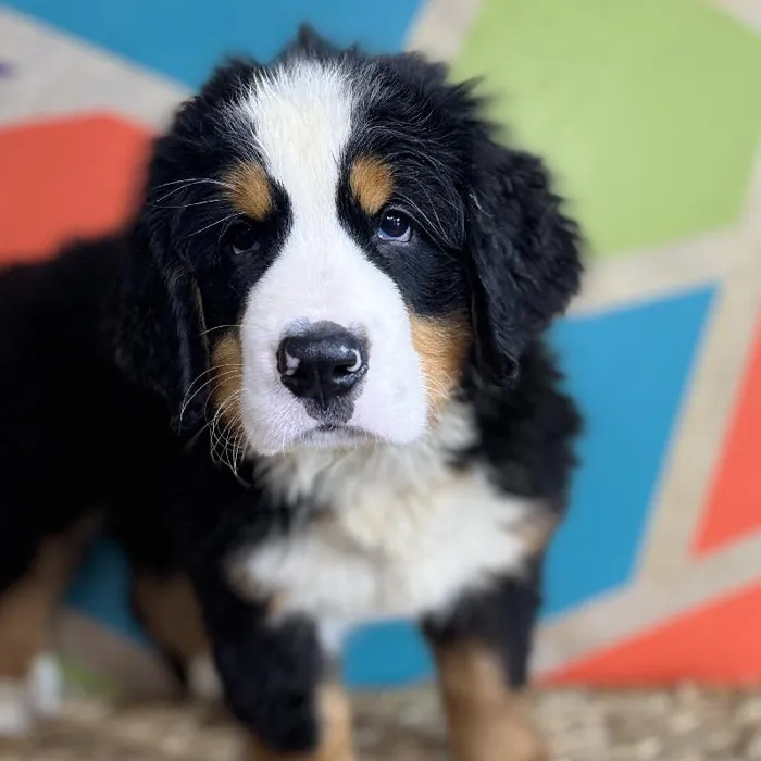 Male Bernese Mountain Dog Puppy for Sale in Rogers, AR