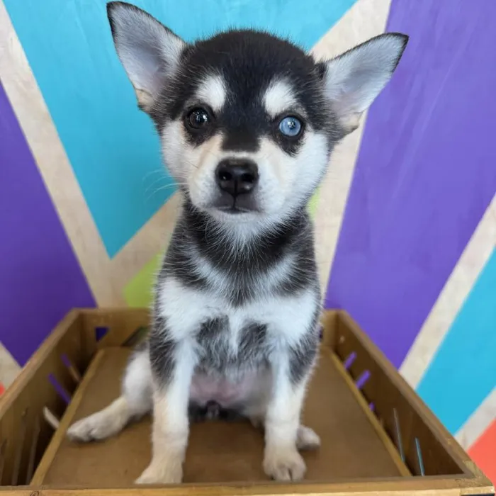 Female Alaskan Klee Kai Puppy for Sale in Rogers, AR