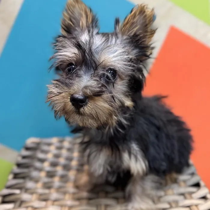Male Silky Terrier Puppy for Sale in Rogers, AR