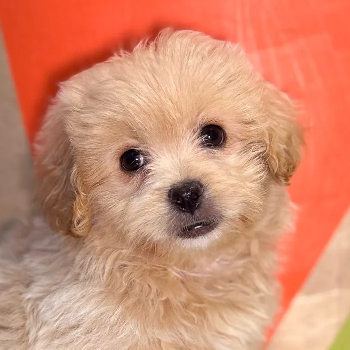 Male Peke-A-Poo puppy named Ken for sale at Petland Fayetteville.