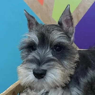 Male Mini Schnauzer puppy named Stoney for sale at Petland Joplin.