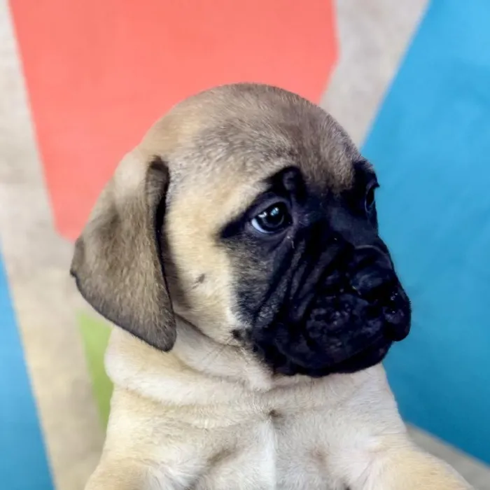 Female Bullmastiff Puppy for Sale in Joplin, MO