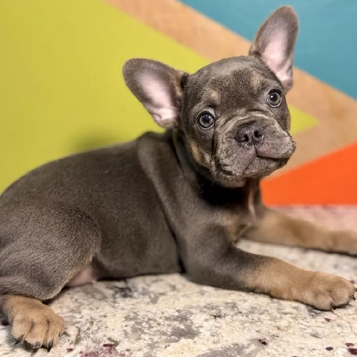 Female French Bulldog Puppy for Sale in Rogers, AR