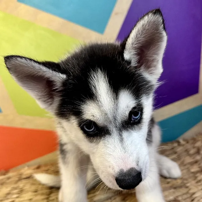 Male Siberian Husky Puppy for Sale in Rogers, AR