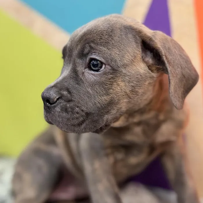 Female Cane Corso puppy named Astrid for sale at Petland Rogers.