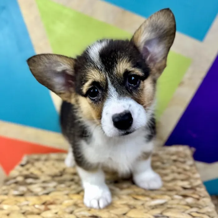 Female Pembroke Welsh Corgi Puppy for Sale in Rogers, AR