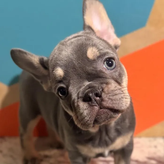 Female French Bulldog Puppy for Sale in Rogers, AR