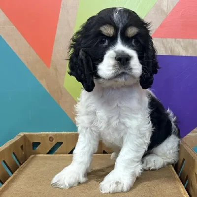Male Cocker Spaniel Puppy for Sale in Joplin, MO