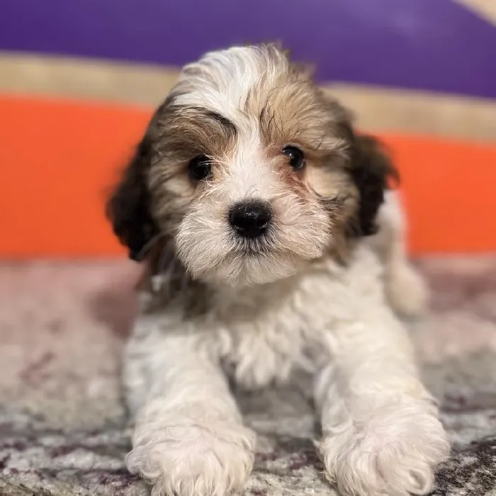 Male Teddy Bear Puppy for Sale in Rogers, AR