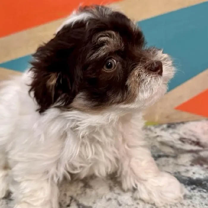 Male Havanese Puppy for Sale in Joplin, MO