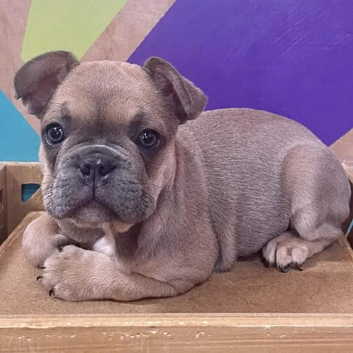 Male French Bulldog puppy named John for sale at Petland Rogers.