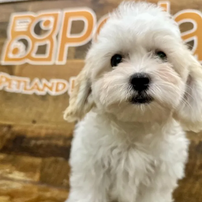 Female Cockapoo Puppy for Sale in Rogers, AR