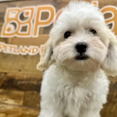 Female Cockapoo Puppy for Sale in Rogers, AR