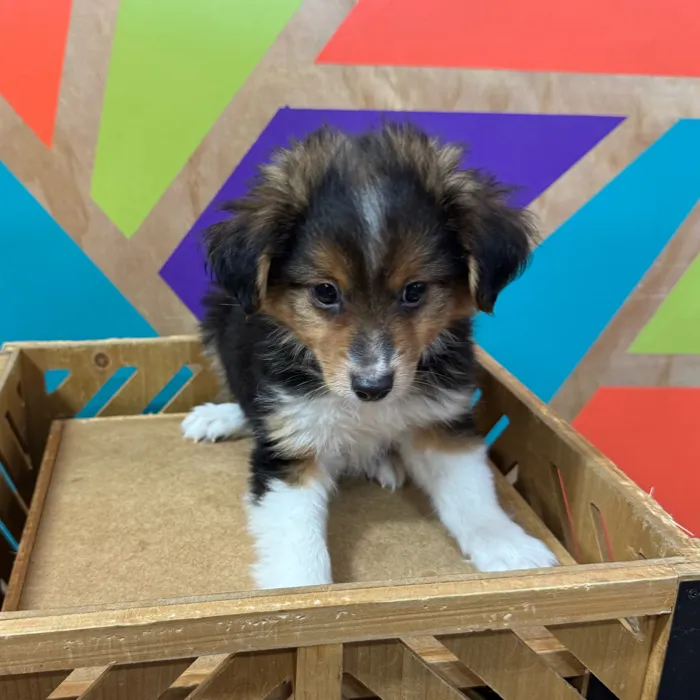 Male Mini Aussie puppy for sale at Petland Joplin.